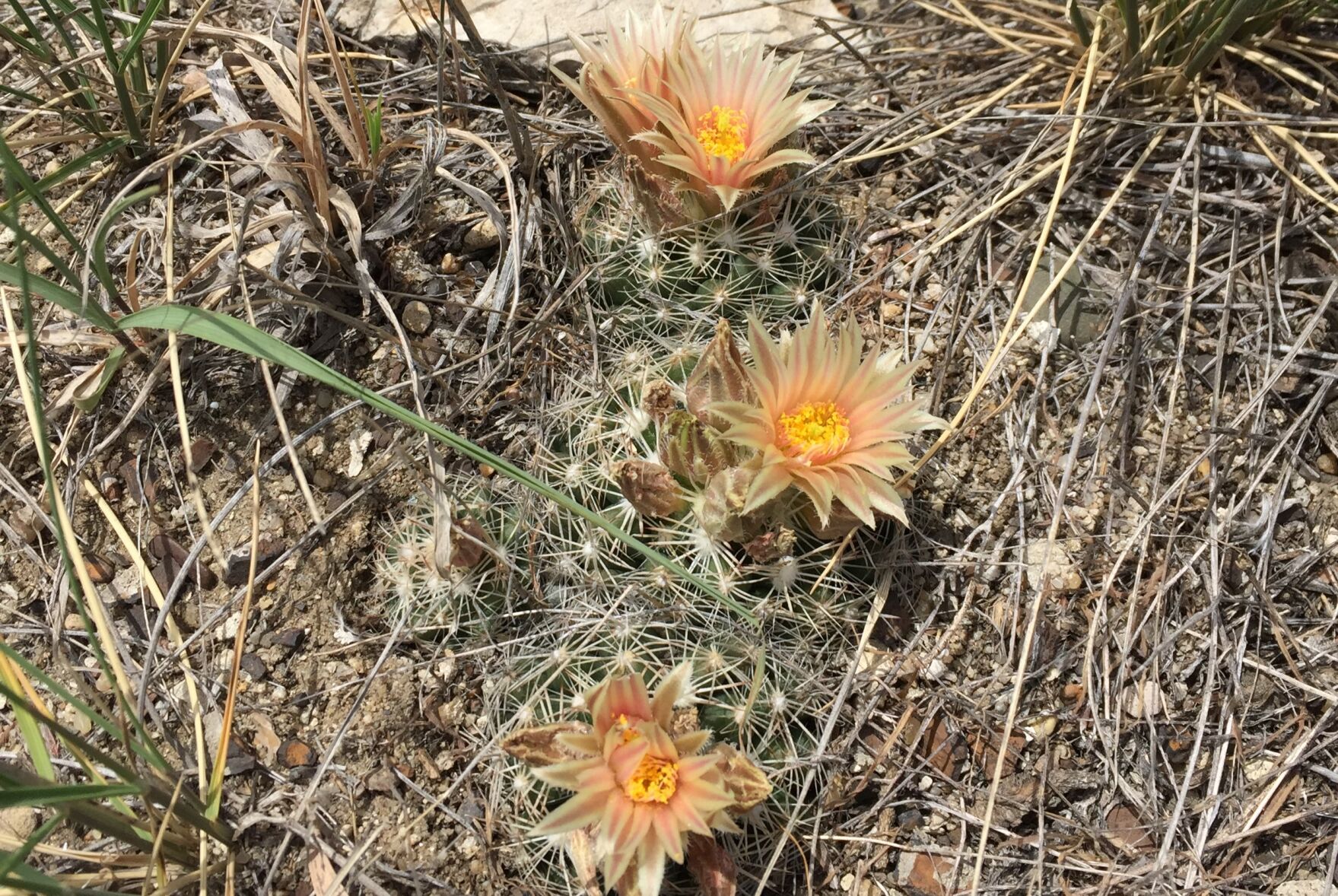 Natural glow